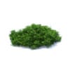 Hedges 3D Models Collection - Volume 89 - Image 37