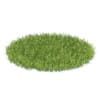 Grass 3D Model