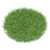 Grass 3D Model
