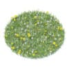 Grass with Sow-thistles 3D Model