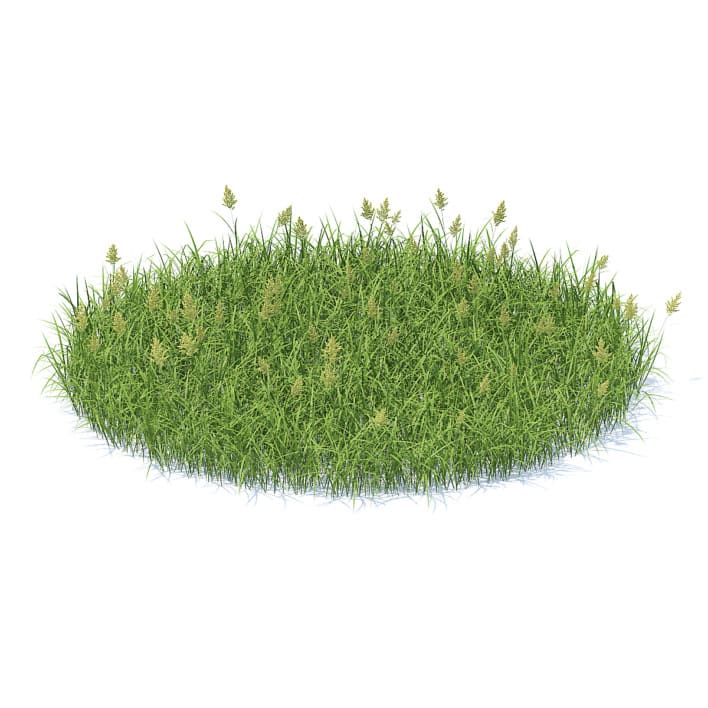 Flowering Grass 3D Model