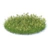 Flowering Grass 3D Model