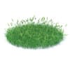 Wild Plants 3D Models Collection - Volume 91 - Image 14
