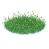 Flowering Grass 3D Model