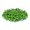 Wild Plants 3D Models Collection - Volume 91 - Image 22