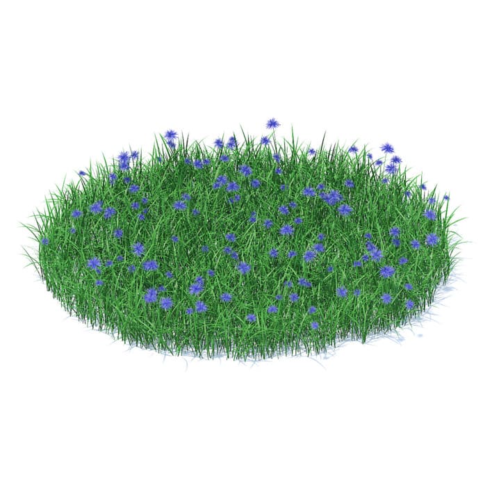 Grass with Cornflowers 3D Model
