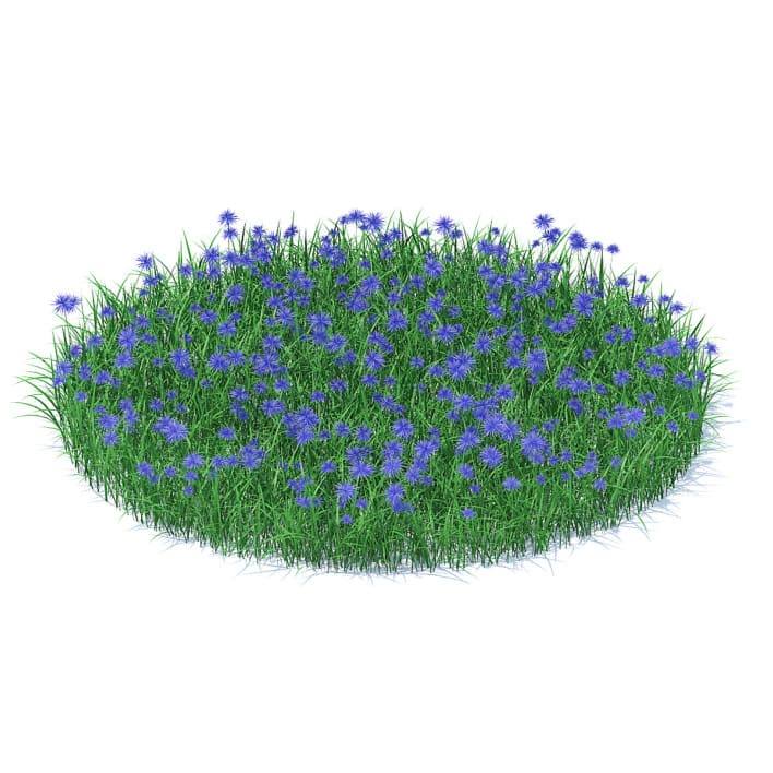 Grass with Cornflowers 3D Model