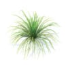 Tall Grass 3D Model