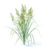 Wild Plants 3D Models Collection - Volume 91 - Image 27
