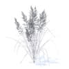 Flowering Grass 3D Model
