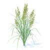 Flowering Grass 3D Model
