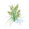 Flowering Grass 3D Model