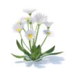Wild Plants 3D Models Collection - Volume 91 - Image 28
