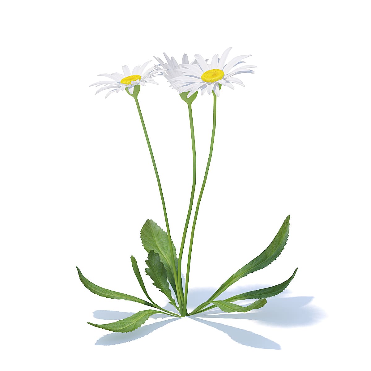 Daisies 3D Model - CGAxis - 3D models, PBR, HDRI for your 3D visualizations  projects