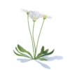 Daisies 3D Model