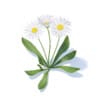 Daisies 3D Model
