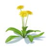 Wild Plants 3D Models Collection - Volume 91 - Image 30