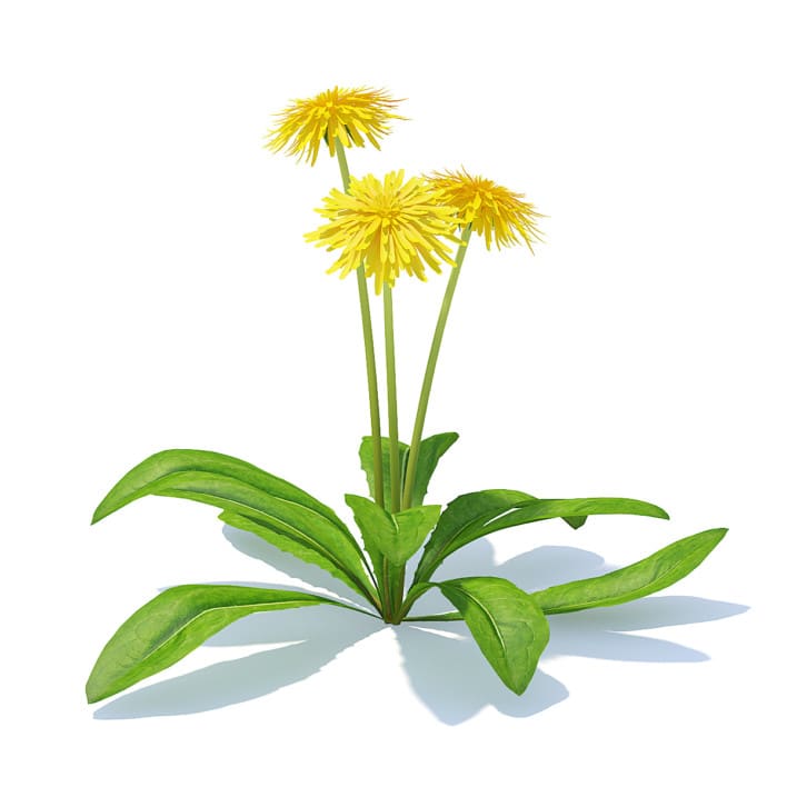 Sow-thistle 3D Model