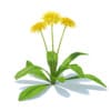 Sow-thistle 3D Model