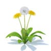 Wild Plants 3D Models Collection - Volume 91 - Image 31