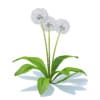 Wild Plants 3D Models Collection - Volume 91 - Image 32