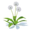 Sow-thistle 3D Model