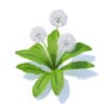 Sow-thistle 3D Model
