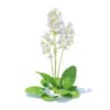 Scurvy-grass 3D Model