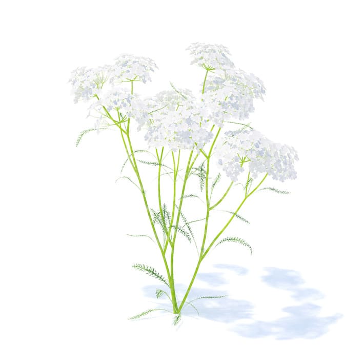 Yarrow 3D Model (9133)