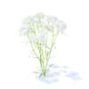 Yarrow 3D Model