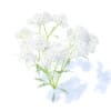 Yarrow 3D Model