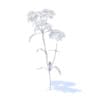 Yarrow 3D Model