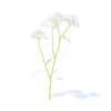 Yarrow 3D Model