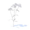 Yarrow 3D Model