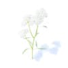 Yarrow 3D Model