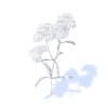 Yarrow 3D Model
