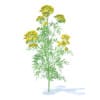 Wild Plants 3D Models Collection - Volume 91 - Image 36