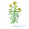 Tansy 3D Model