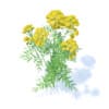 Tansy 3D Model