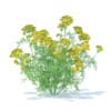 Tansy 3D Model