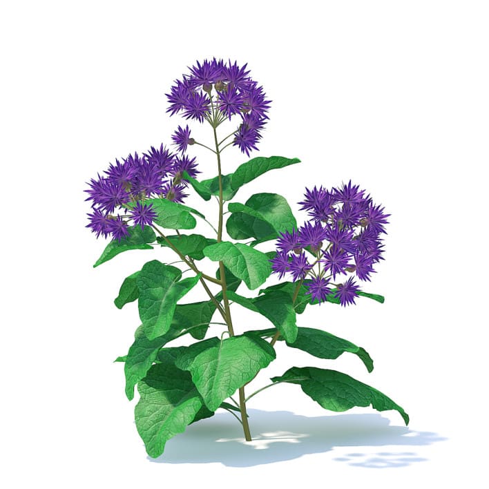 Thistle 3D Model (9141)