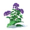 Thistle 3D Model
