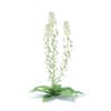 Field Pennycress 3D Model