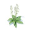 Field Pennycress 3D Model