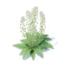 Field Pennycress 3D Model