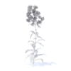 Bellflower 3D Model