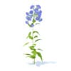 Bellflower 3D Model