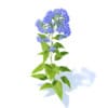 Bellflower 3D Model