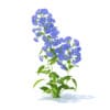 Bellflower 3D Model