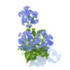 Bellflower 3D Model